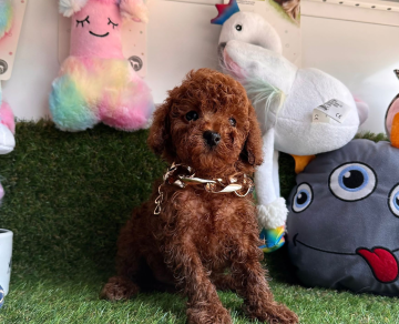 Red Brown Toy Poodle Yavrular
